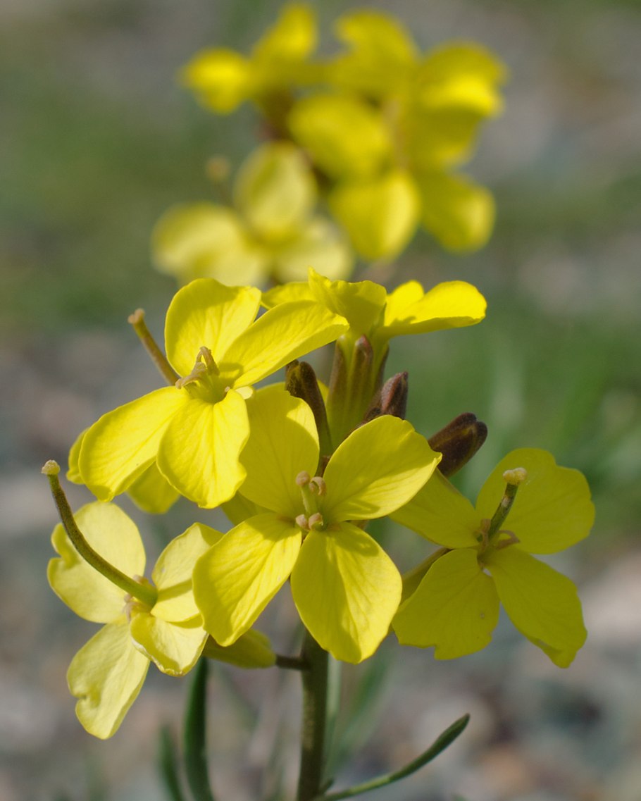 Капуста Полевая - Brassica Campestris l.,