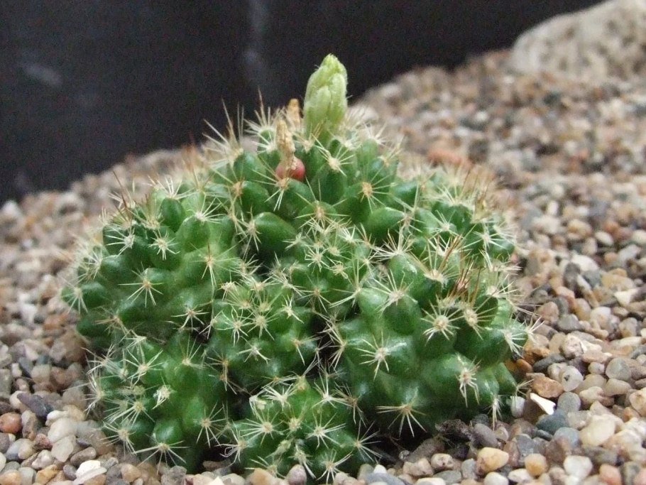 Neolloydia grandiflora