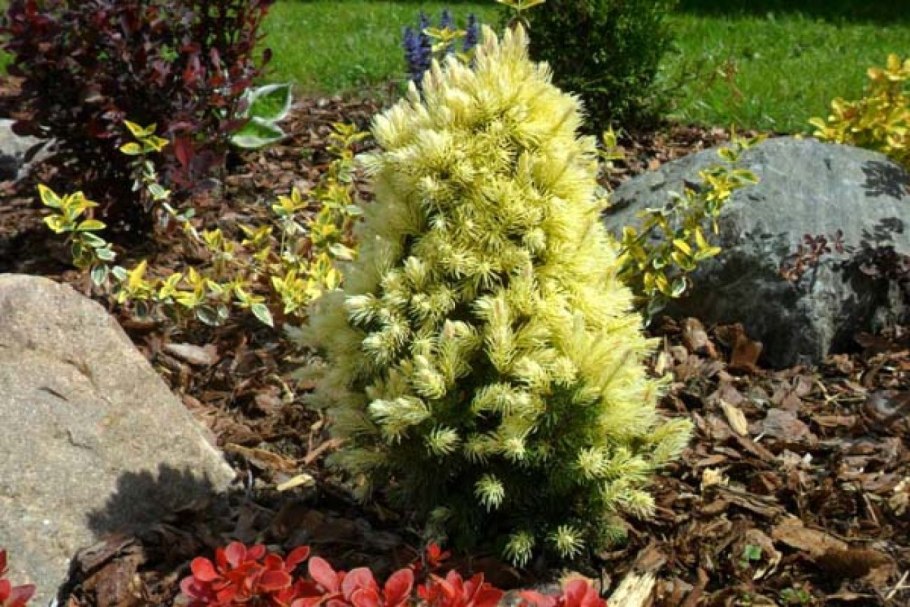 Ель колючая Picea pungens Maigold