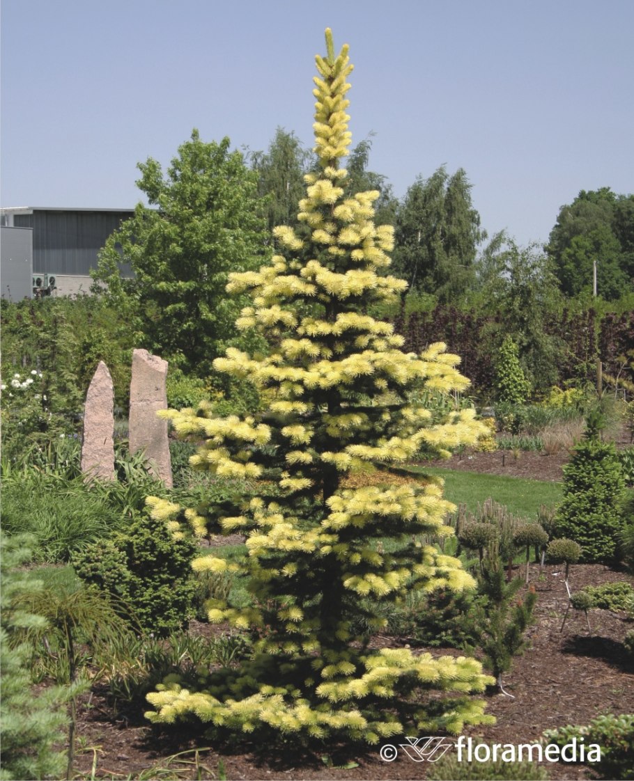 Ель канадская conica (Коника)