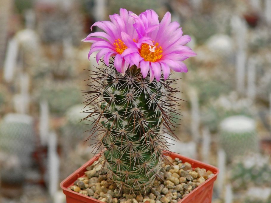 Neolloydia ceratites