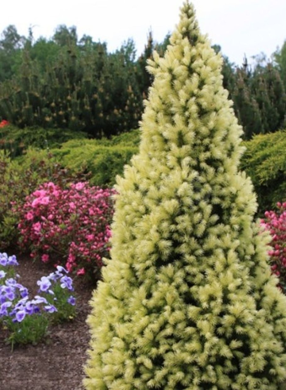 Ель колючая "Bialobok" (Белобок)