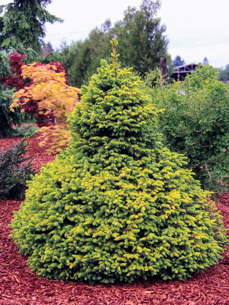 Ель Сербская Цукерхут