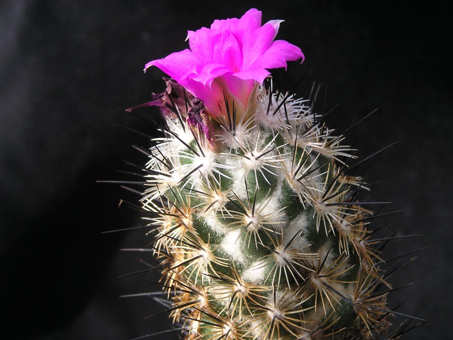 Neolloydia matehualensis