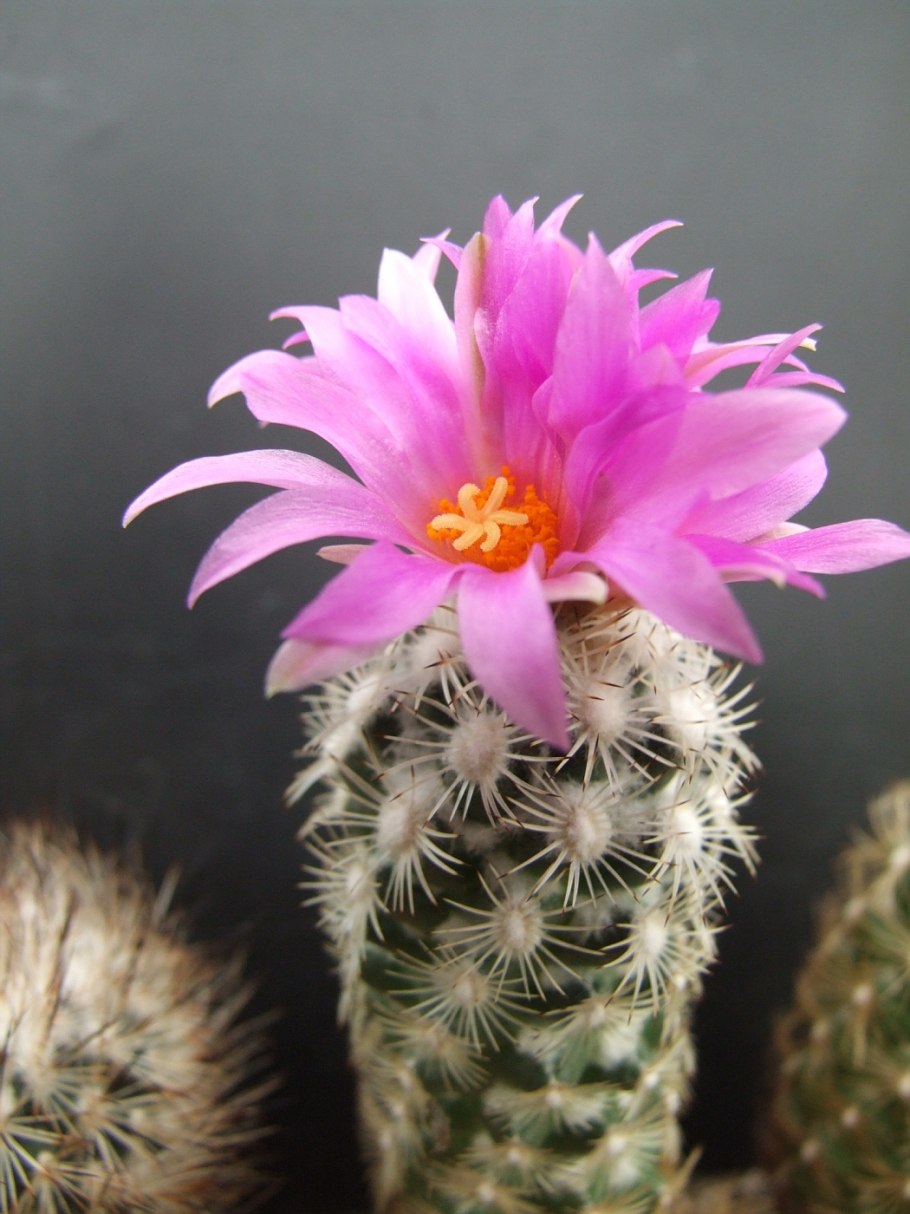 Neolloydia matehualensis