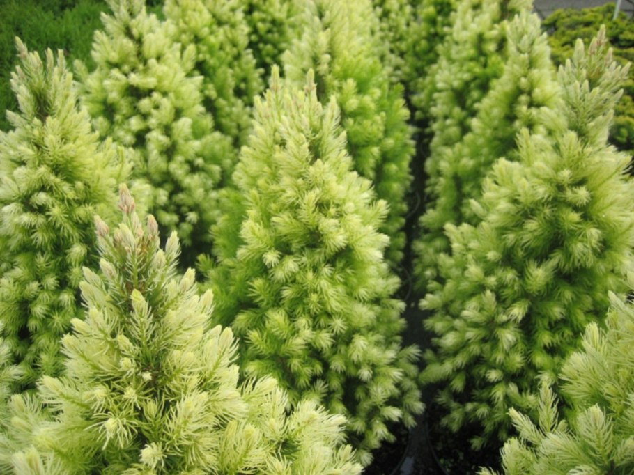 Туя Голден Смарагд