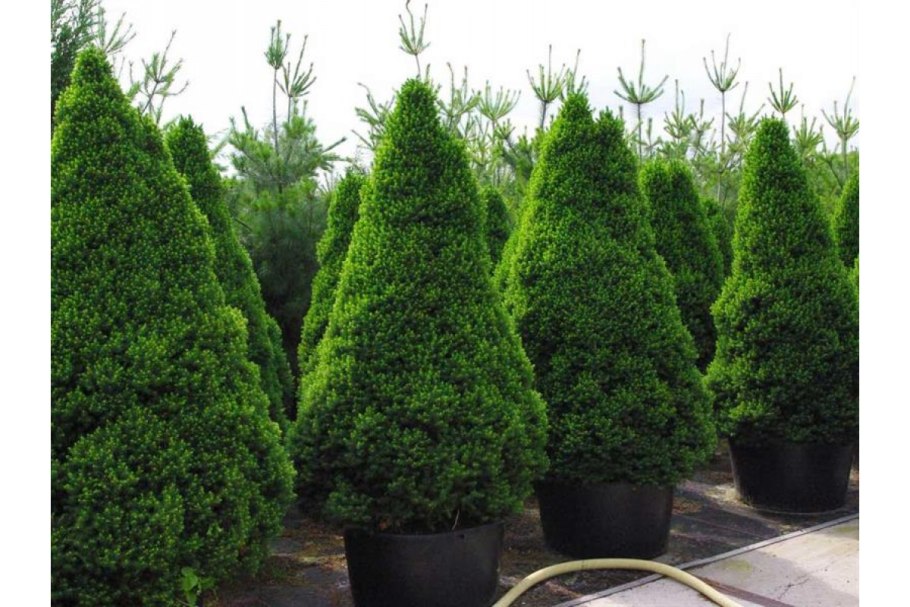 Ель канадская коника