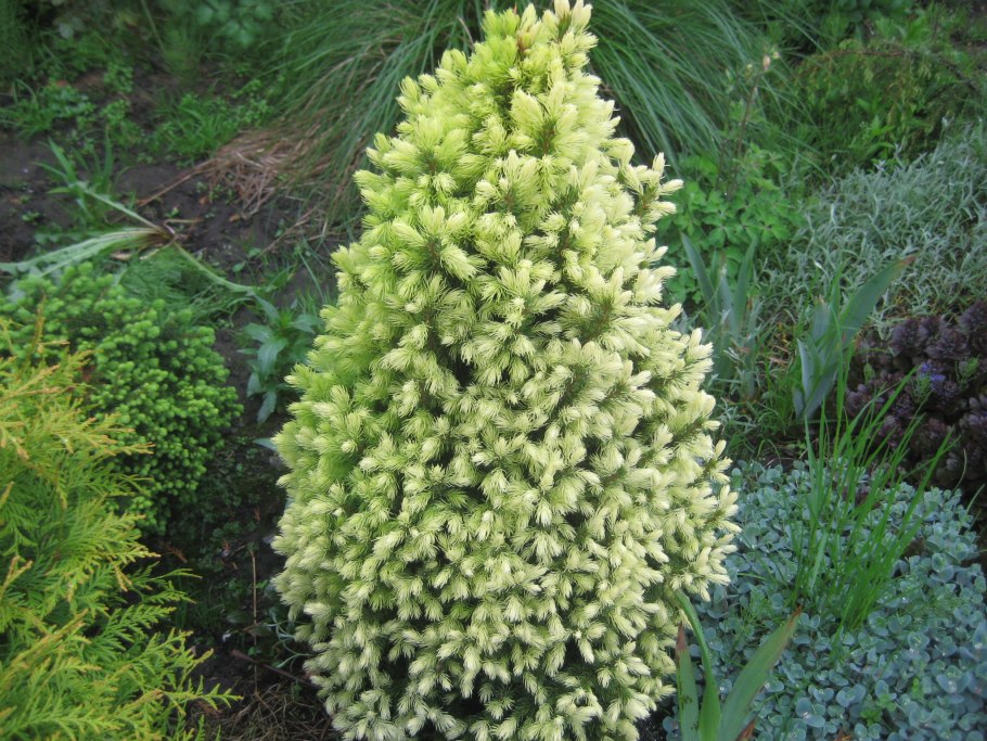 Ель канадская conica