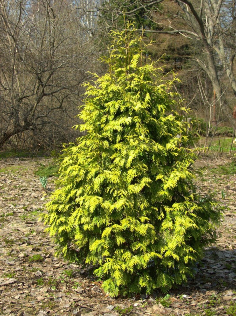 Пихта конколор Виолацеа