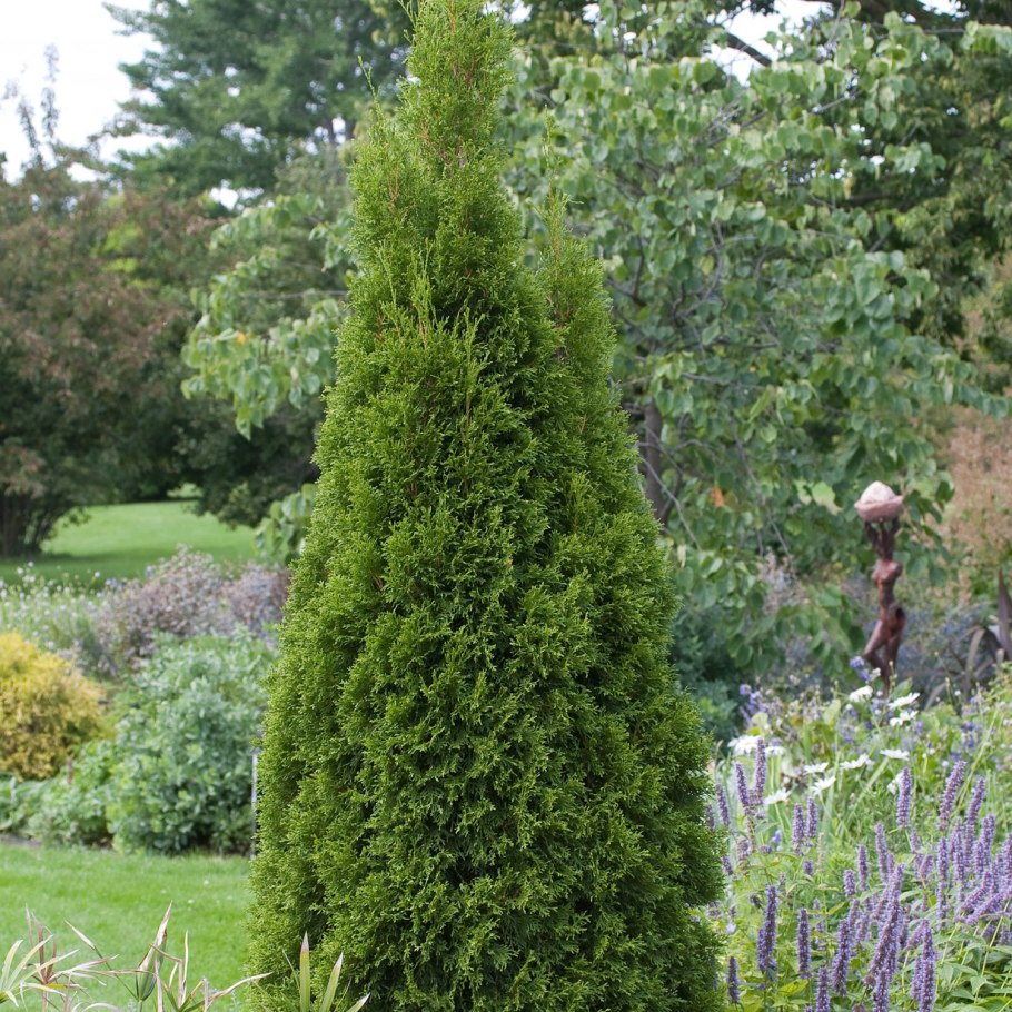 Ель Сербская Оморика Нана