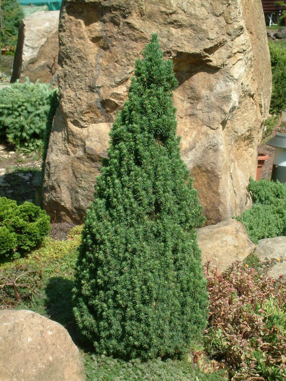 Туя Западная (Thuja occidentalis Yellow ribbon