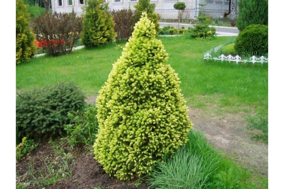 Туя Западная Goldperle