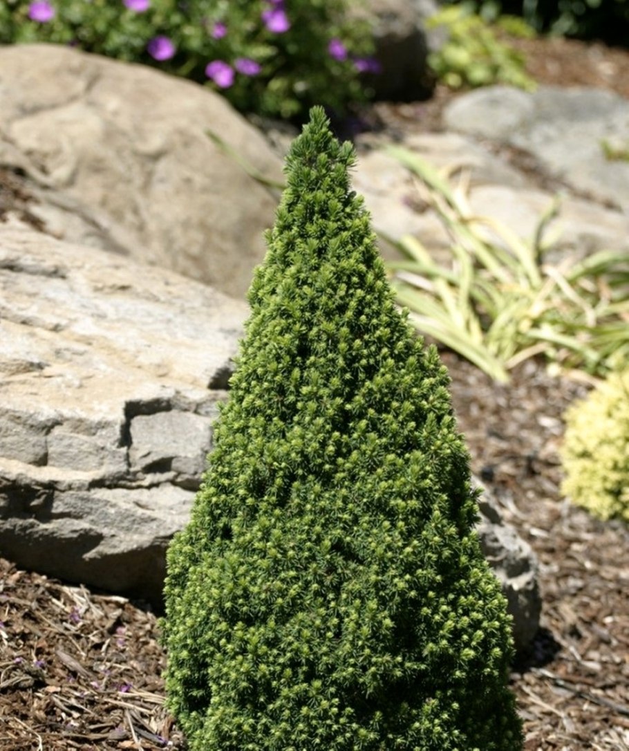 Ель Глаука Коника