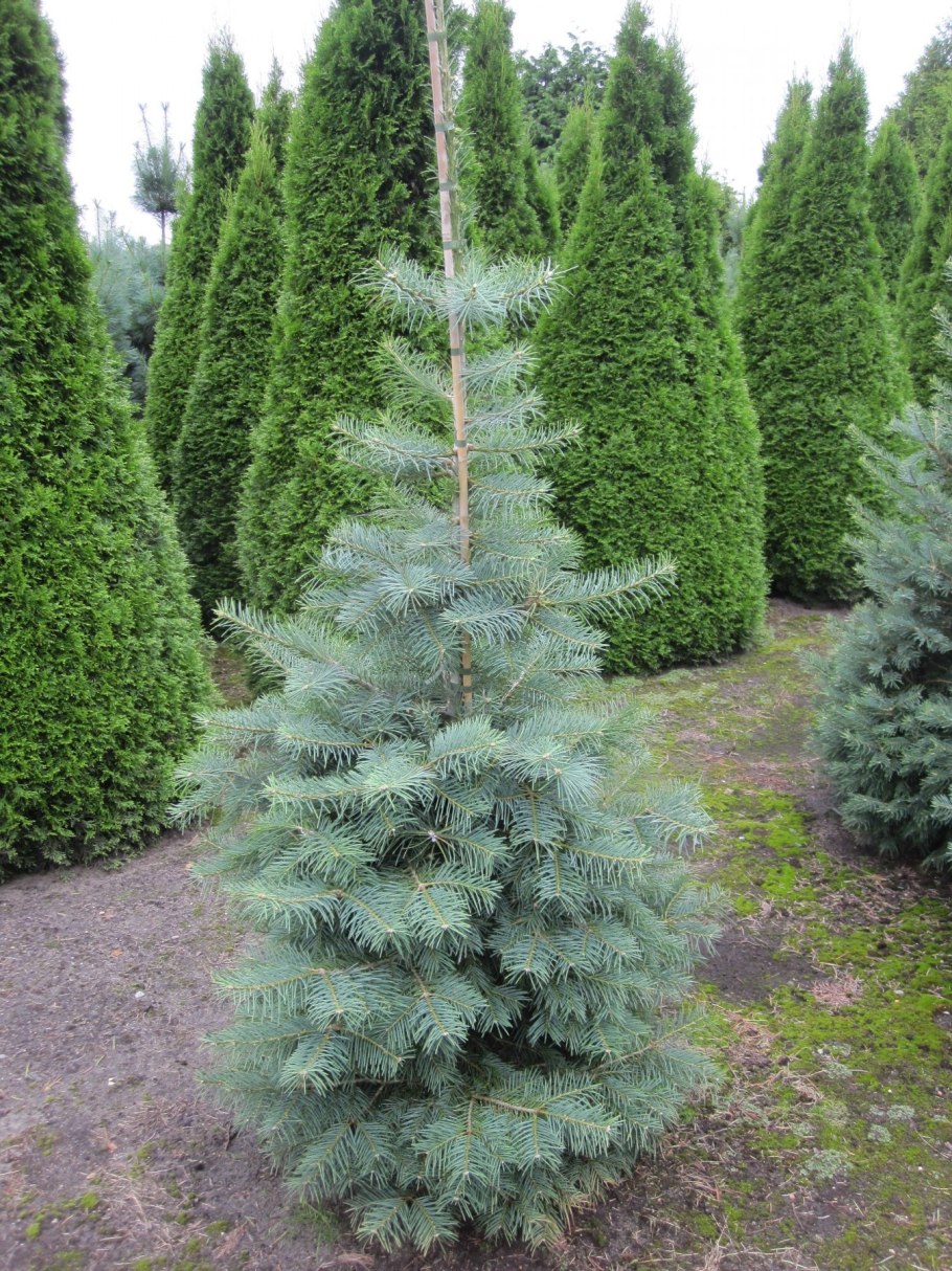 Ель канадская Коника Дейзи Уайт