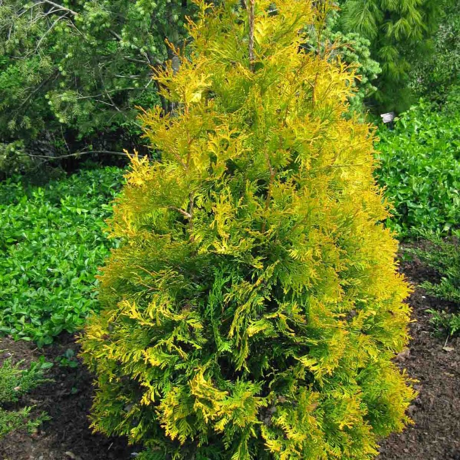 Низкорослые хвойники пирамидальные