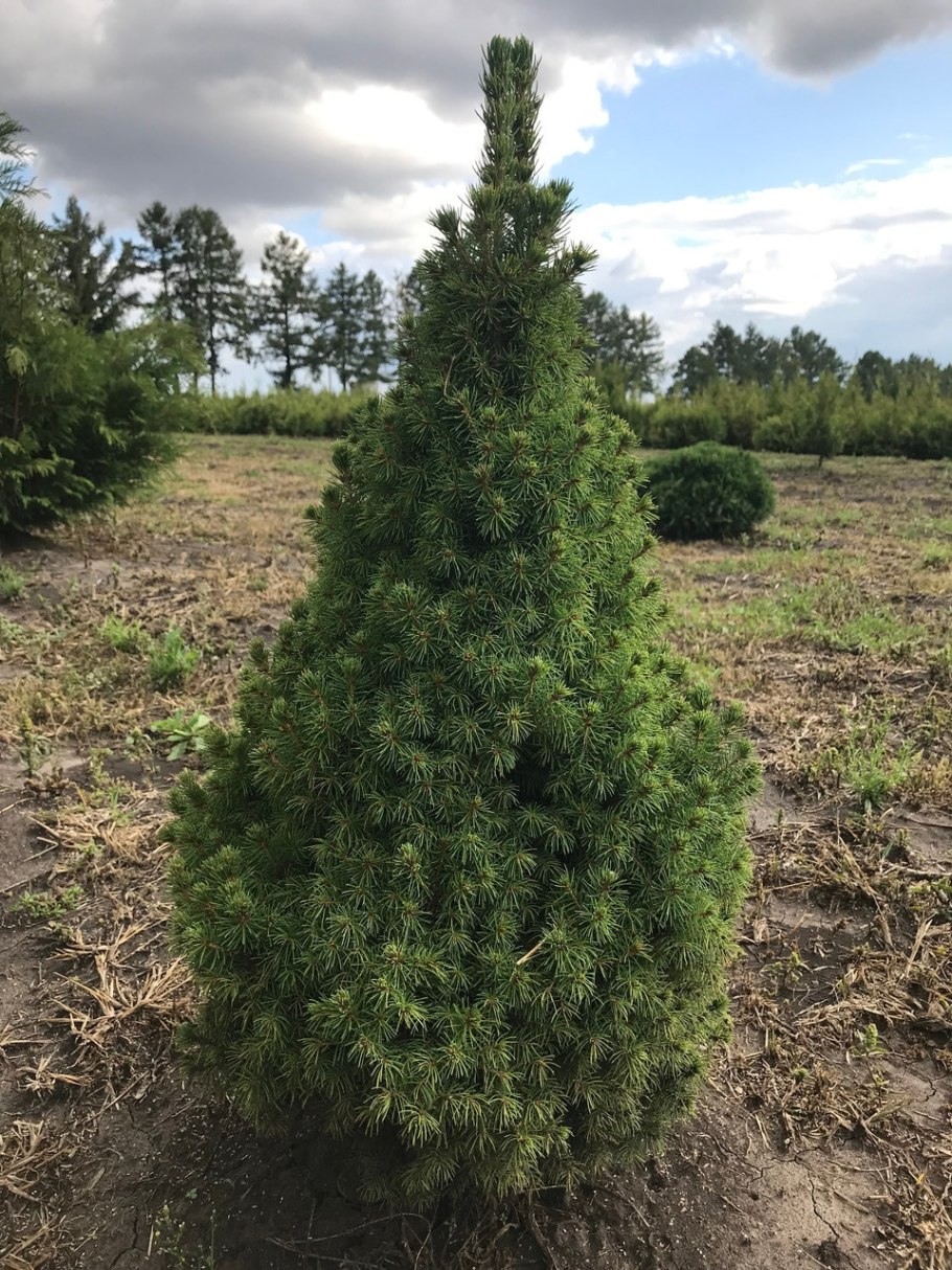 Ель сизая (Picea glauca Biesenthaler Fruhling) c2 40-50