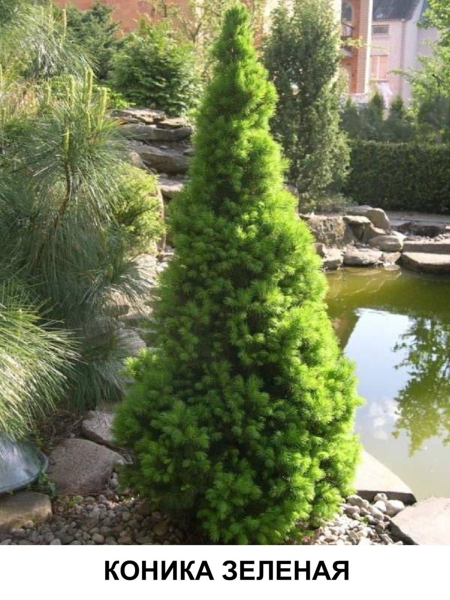 Ель канадская Коника