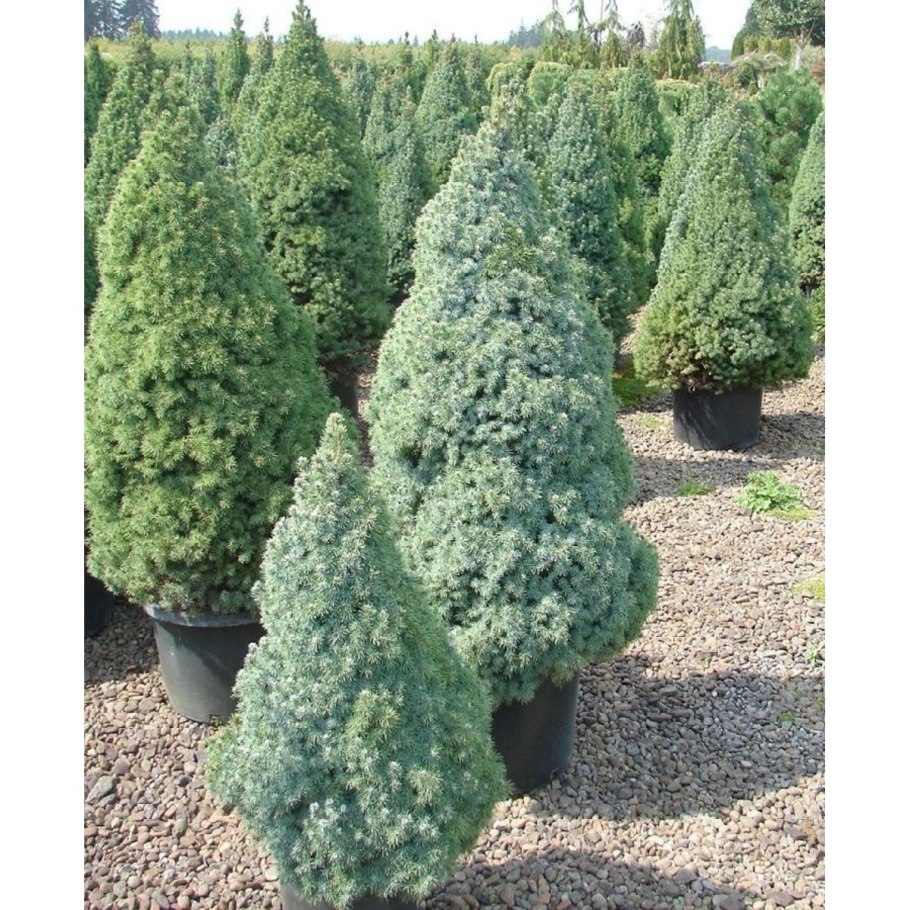 Ель канадская Сандерс Блю