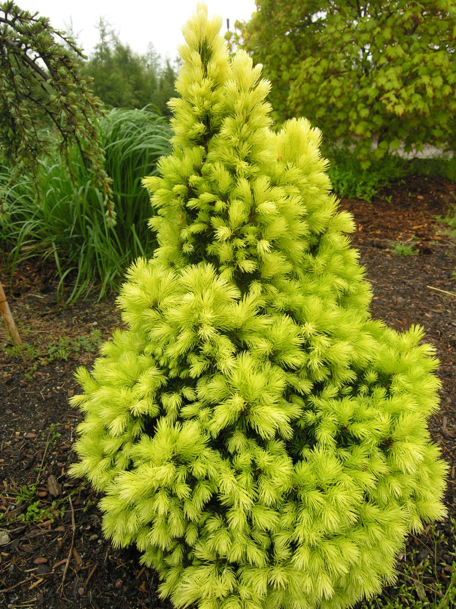 Ель канадская дейзи уайт