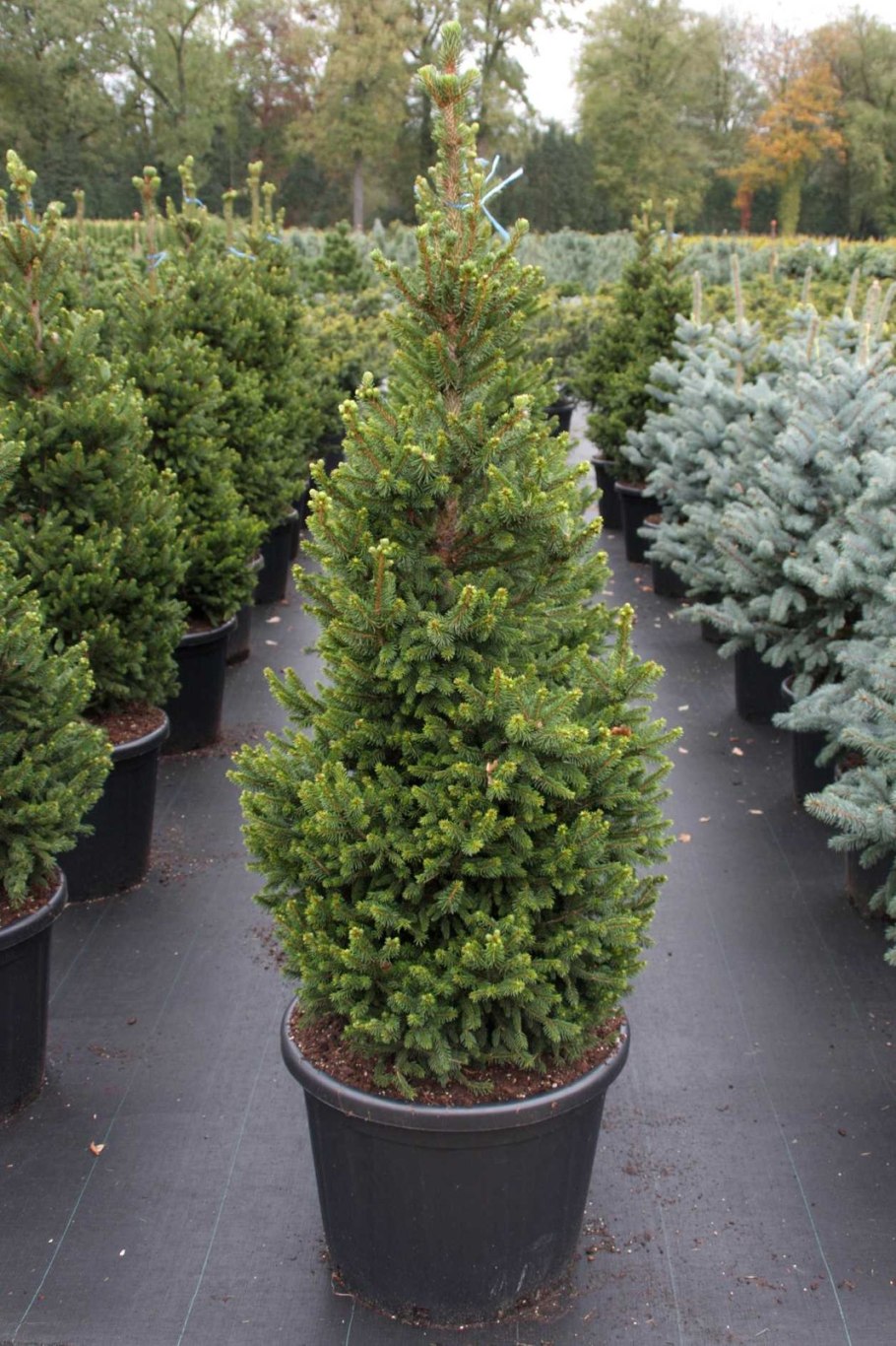 Ель канадская Коника