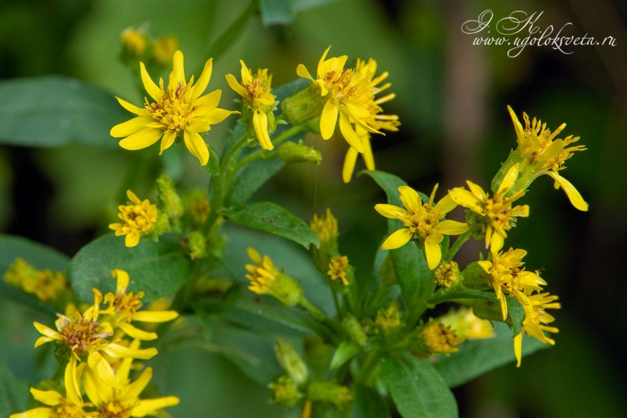 Золотарник обыкновенный (Solidago virgaurea