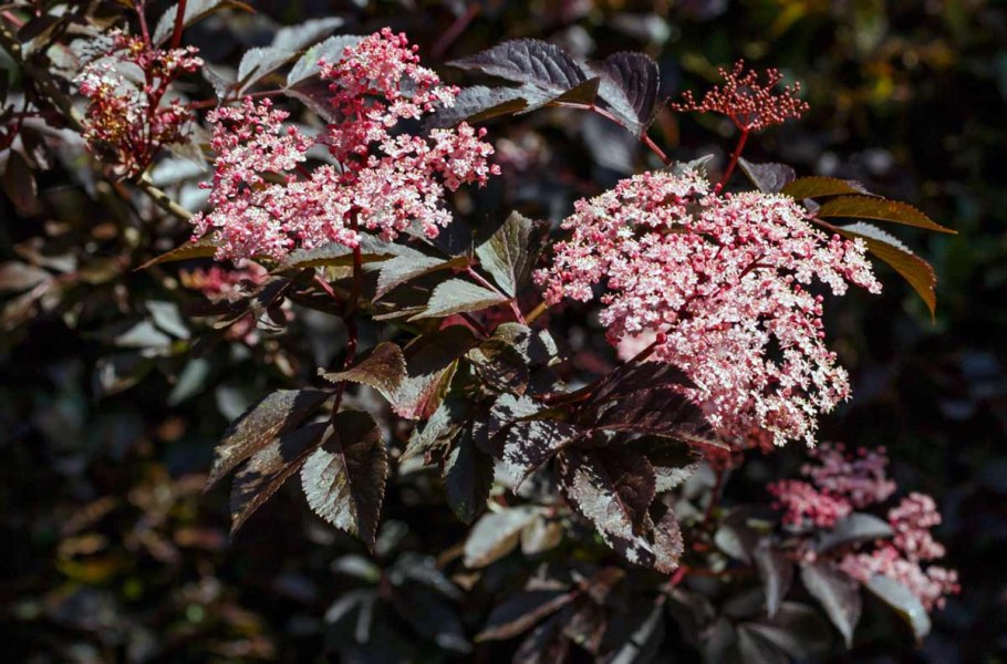 Бузина красная кистистая