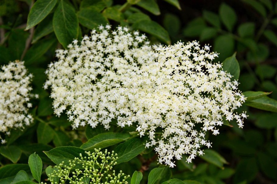 Бузина красная кистистая