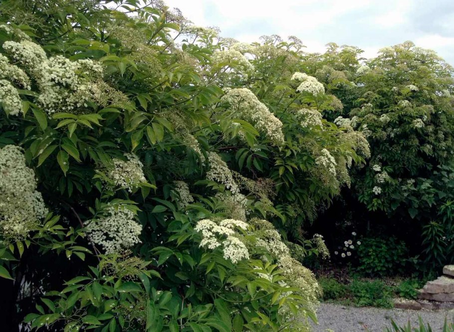 Бузина канадская (Sambucus canadensis)