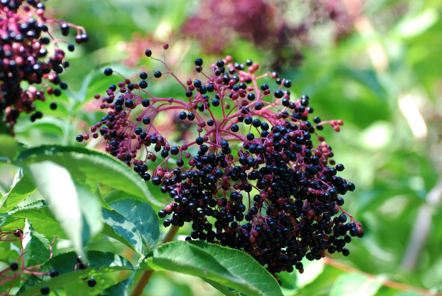 Бузина черная (Sambucus nigra)
