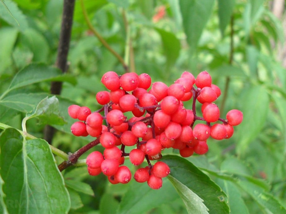Бузина красная кистистая