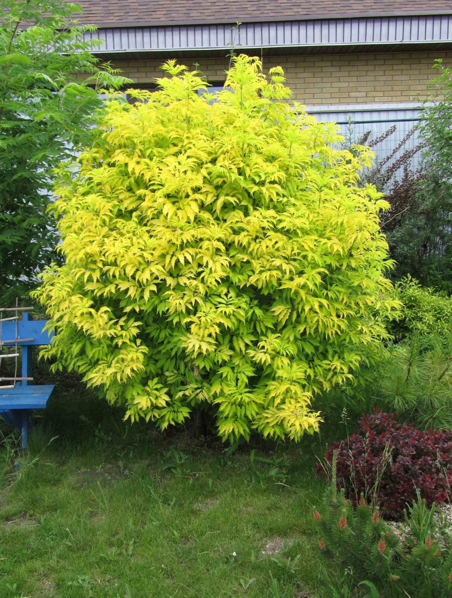 Бузина черная &#96;Голден Тауэр&#96;, Sambucus nigra &#96;Golden Tower&#96;
