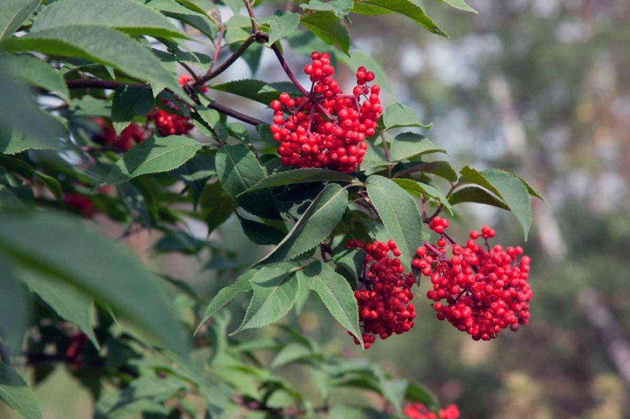 Бузина чёрная (Sambucus nigra l.)