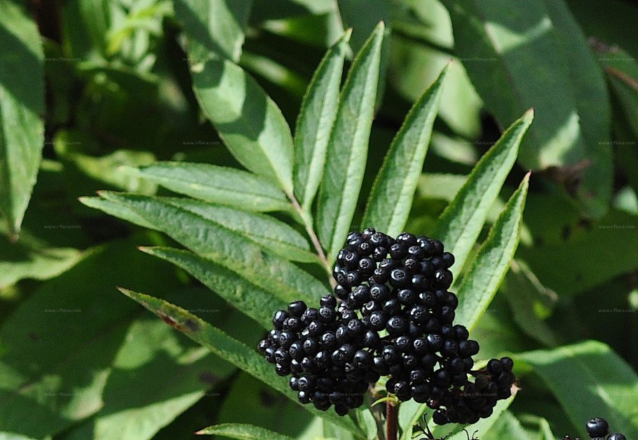 Бузина Сибирская Sambucus sibirica