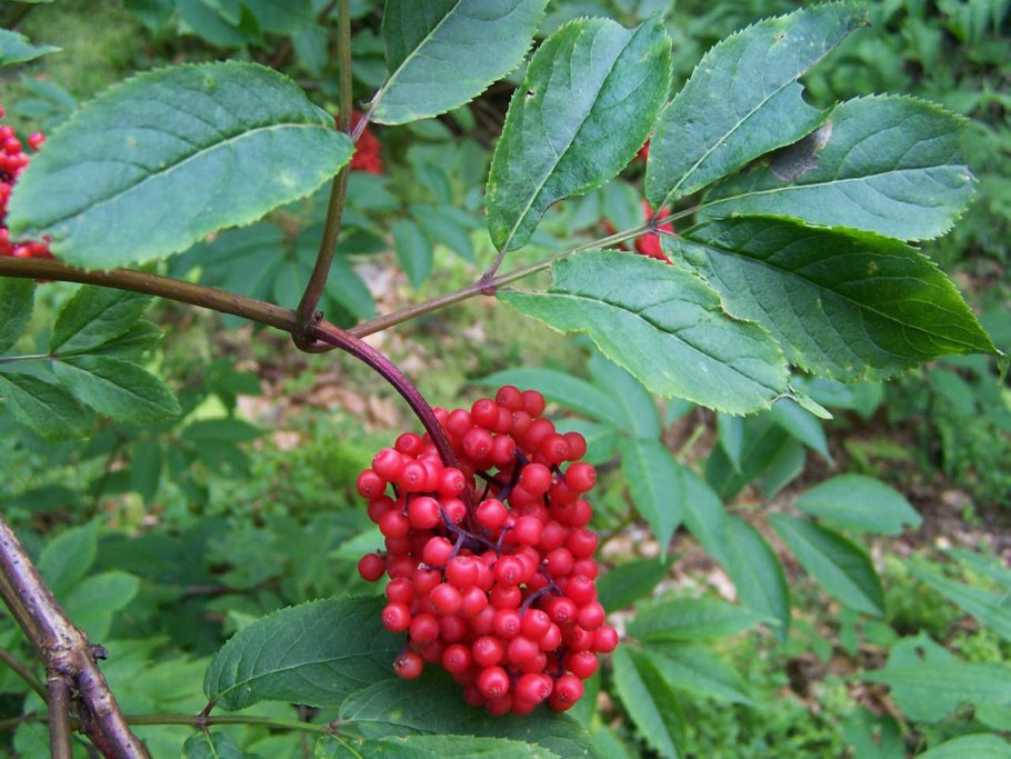 Sambucus racemosa l. - Бузина красная