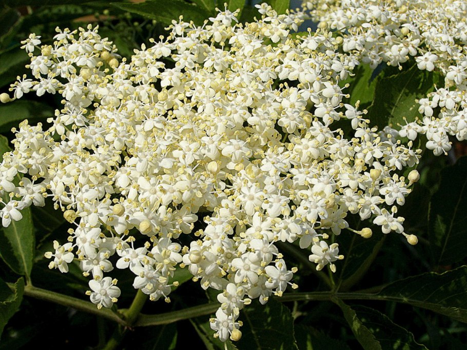 Sambucus nigra растение
