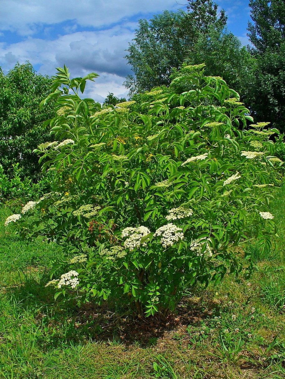 Бузина черная (Sambucus nigra)