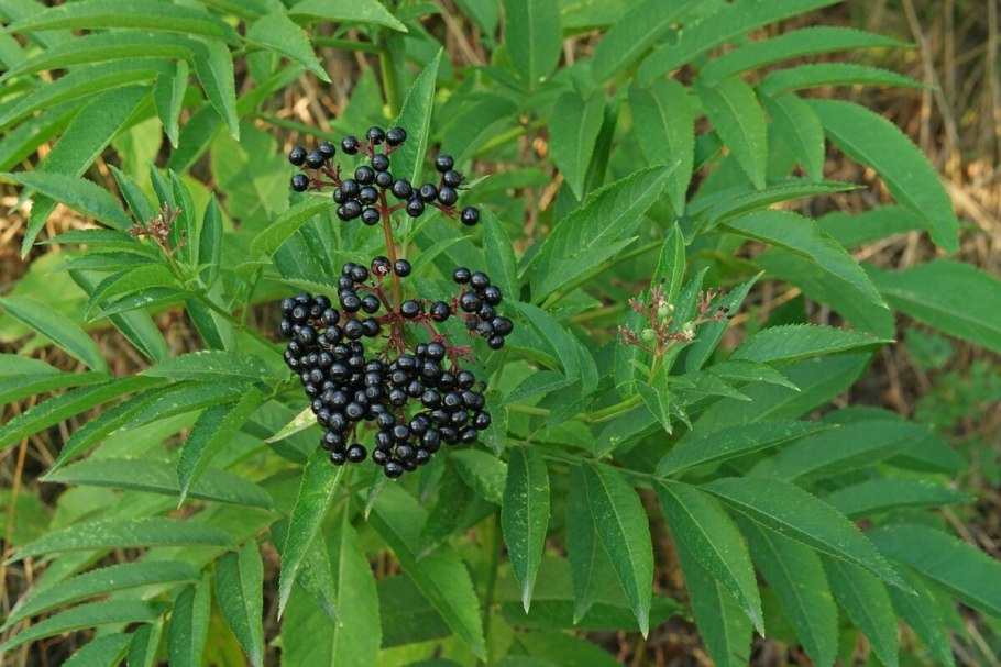 Sambucus ebulus