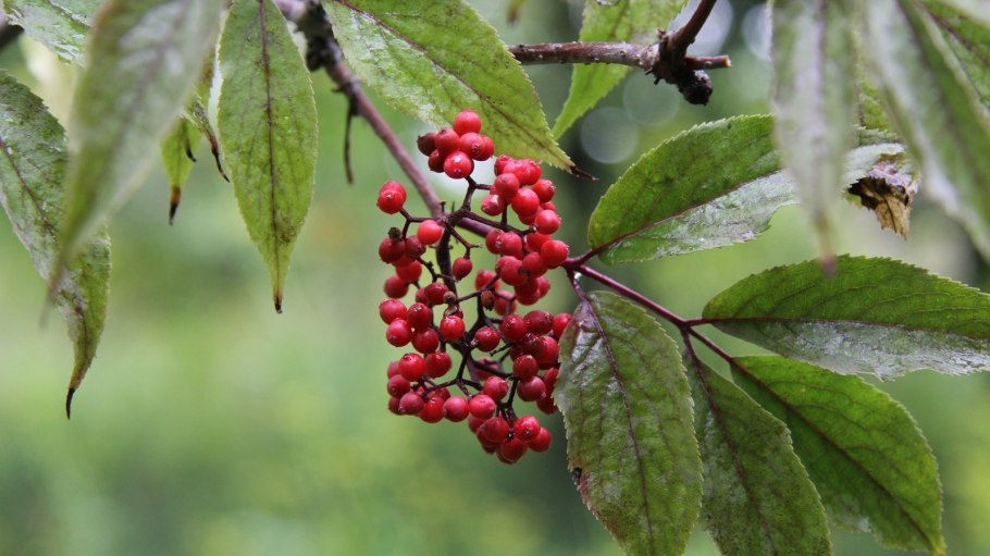 Бузина красная Sambucus