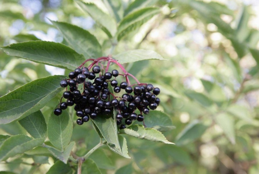 Бузина (Sambucus)