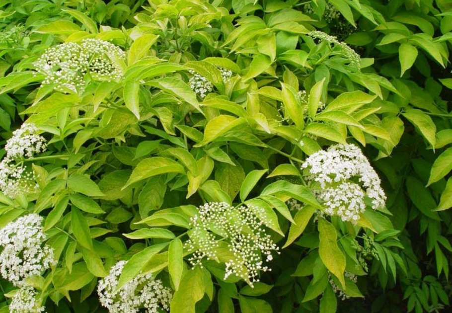Бузина (Sambucus)
