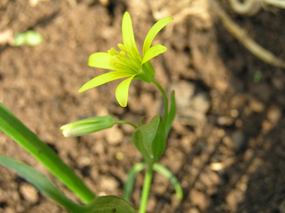 Гусиный лук малый (Gagea minima)