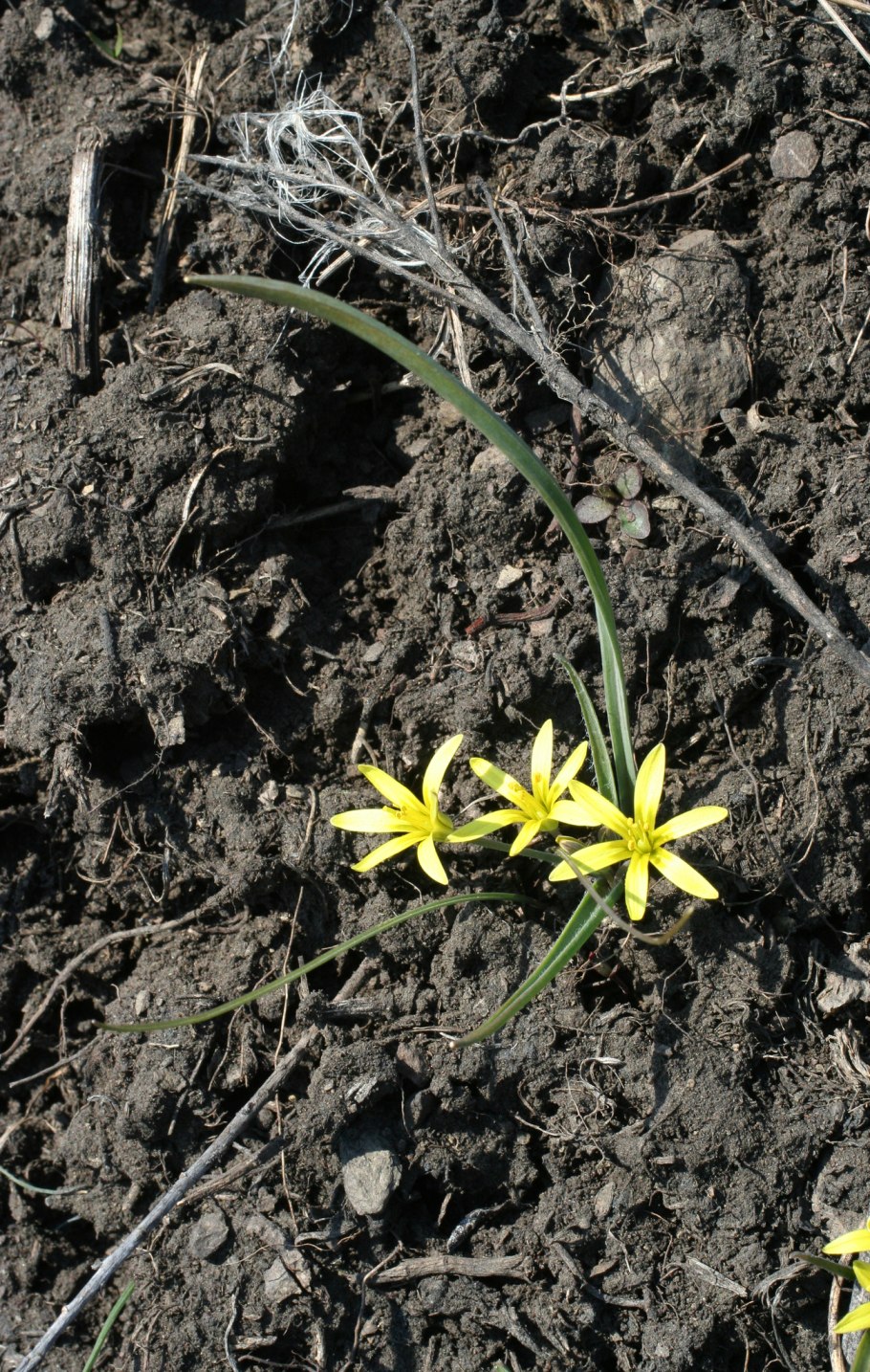 Гусиный лук жёлтый (Gagea lutea)