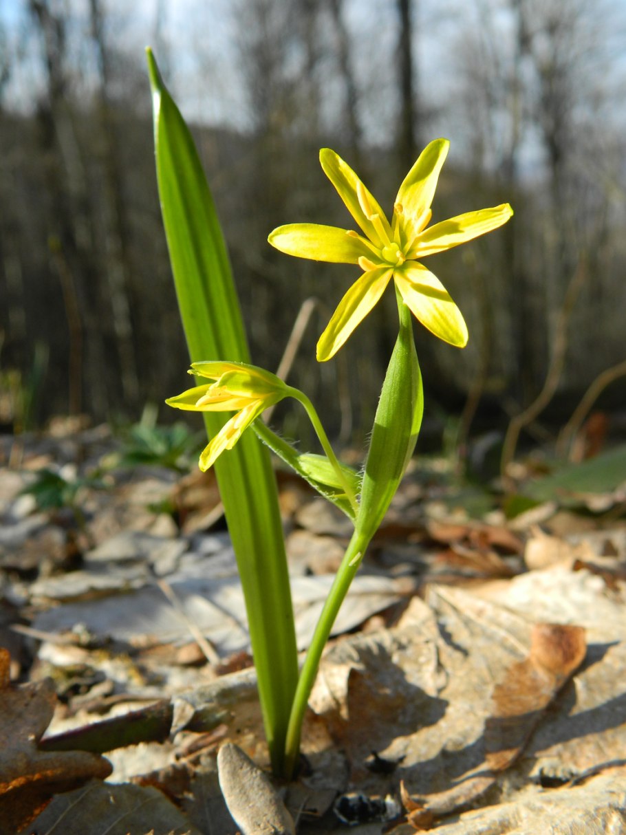 Гусиный лук жёлтый (gagea lutea)