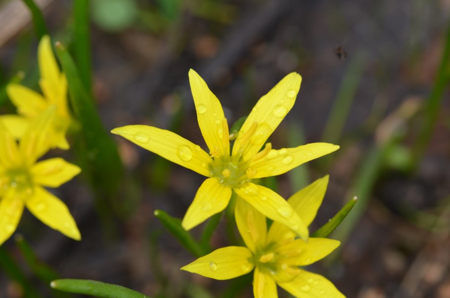 Гусинолук зернистый