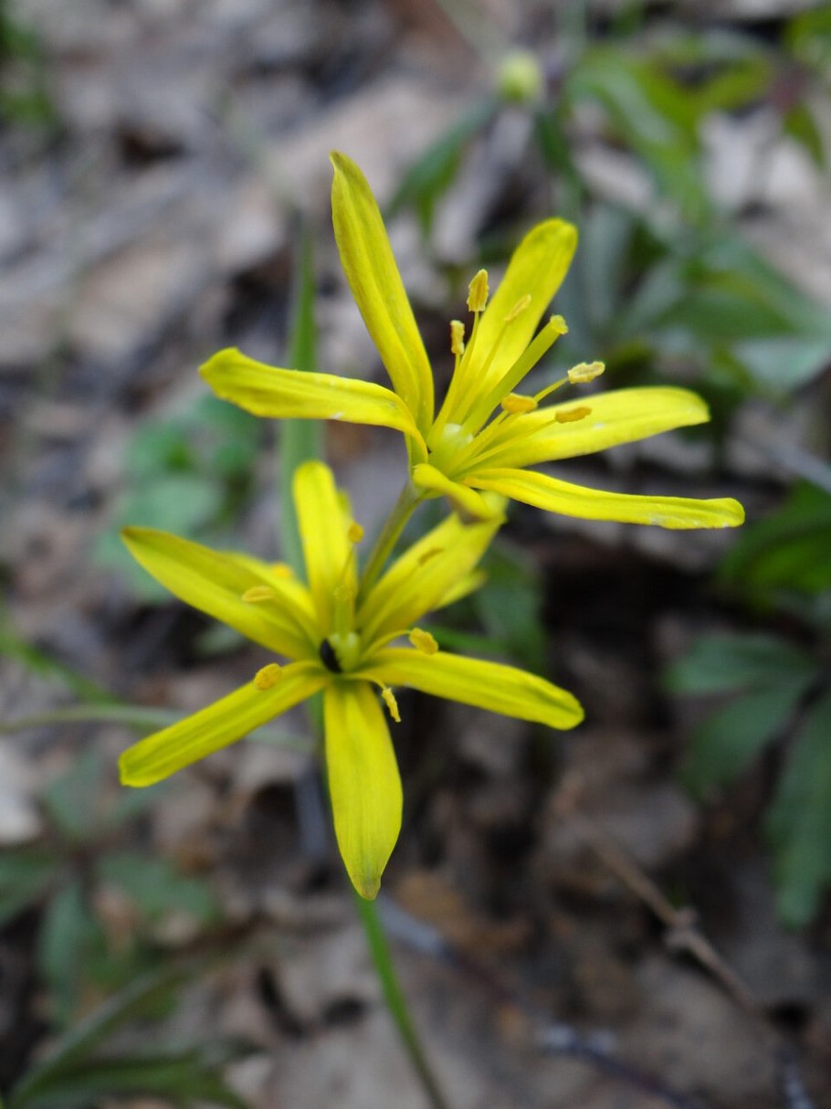 Гусиный лук малоцветковый