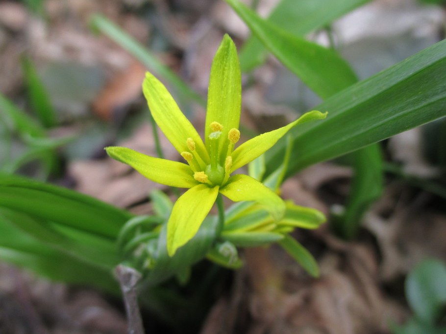 Гусиный лук жёлтый (Gagea lutea)