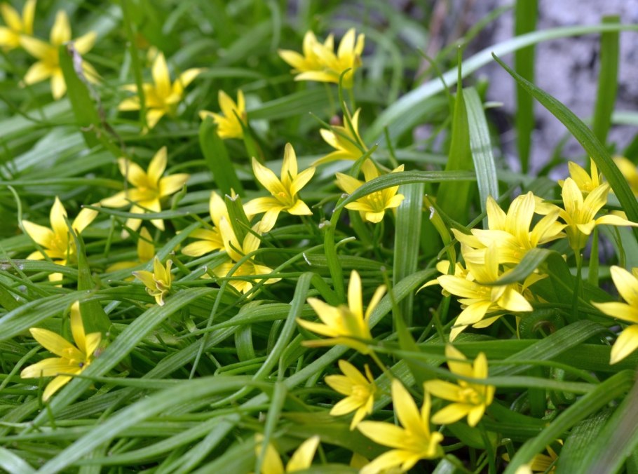 Фото золотистые гусиные Луки