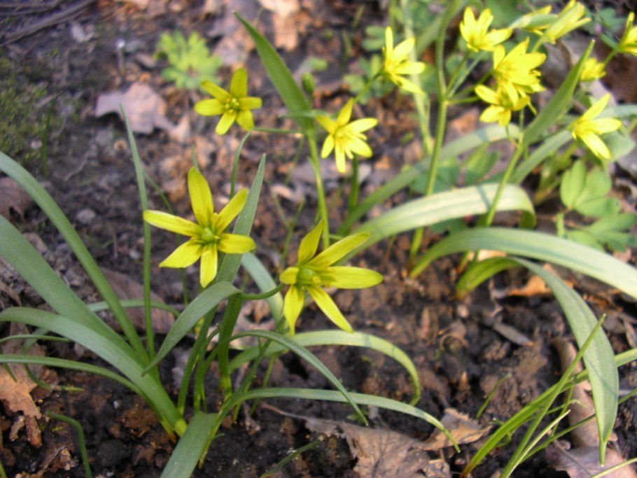 Гусиный лук цветок