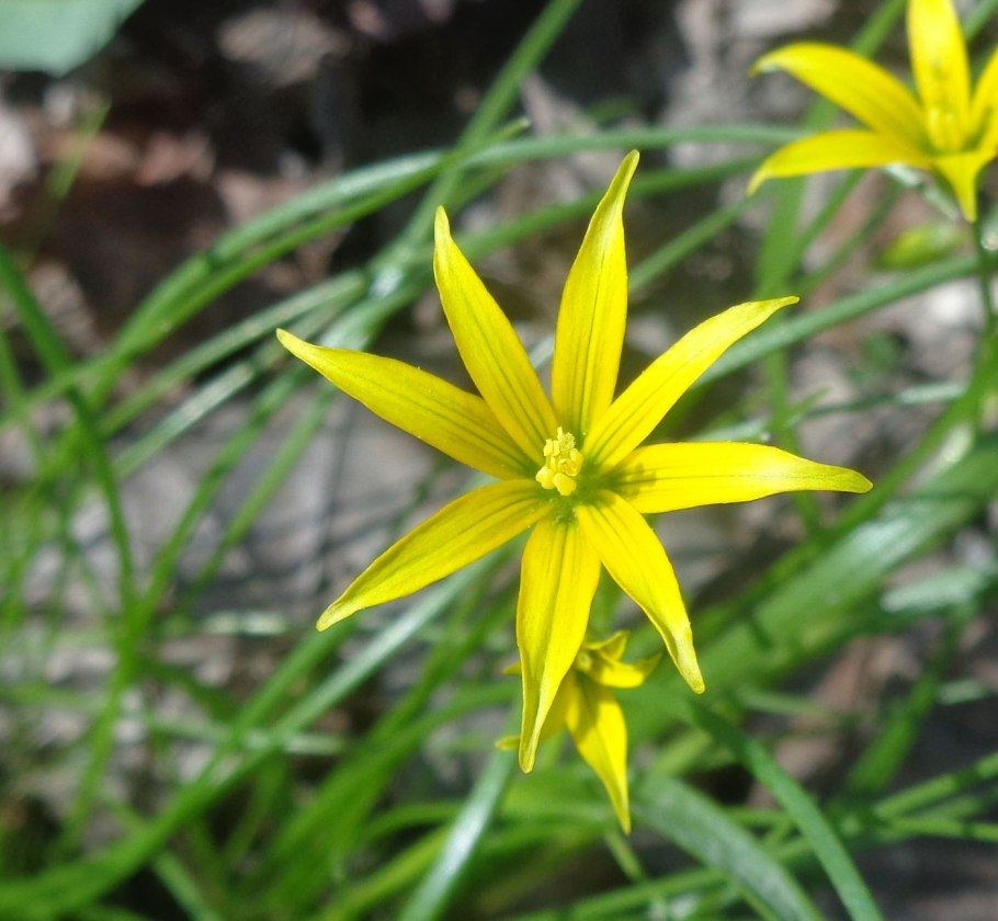 Гусиный лук (Gagea lutea)