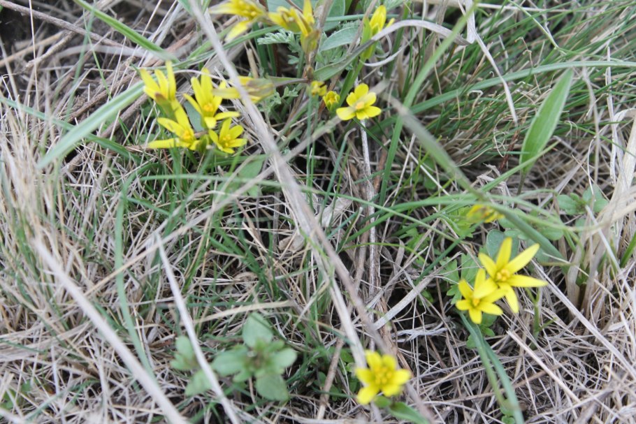 Гусиный лук жёлтый (Gagea lutea)